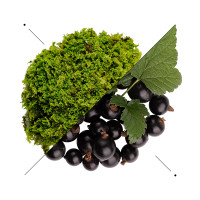 Immagine evocativa del carattere fruttato di ESSENS M903 con bacche scure e foglie verdi