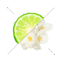 Composizione di una fetta di agrume verde e fiori bianchi su fondo bianco
