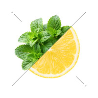 Composizione di foglie di menta e una fetta di limone su fondo bianco