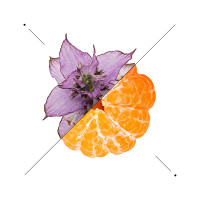 Composizione di agrumi e foglie viola su fondo bianco